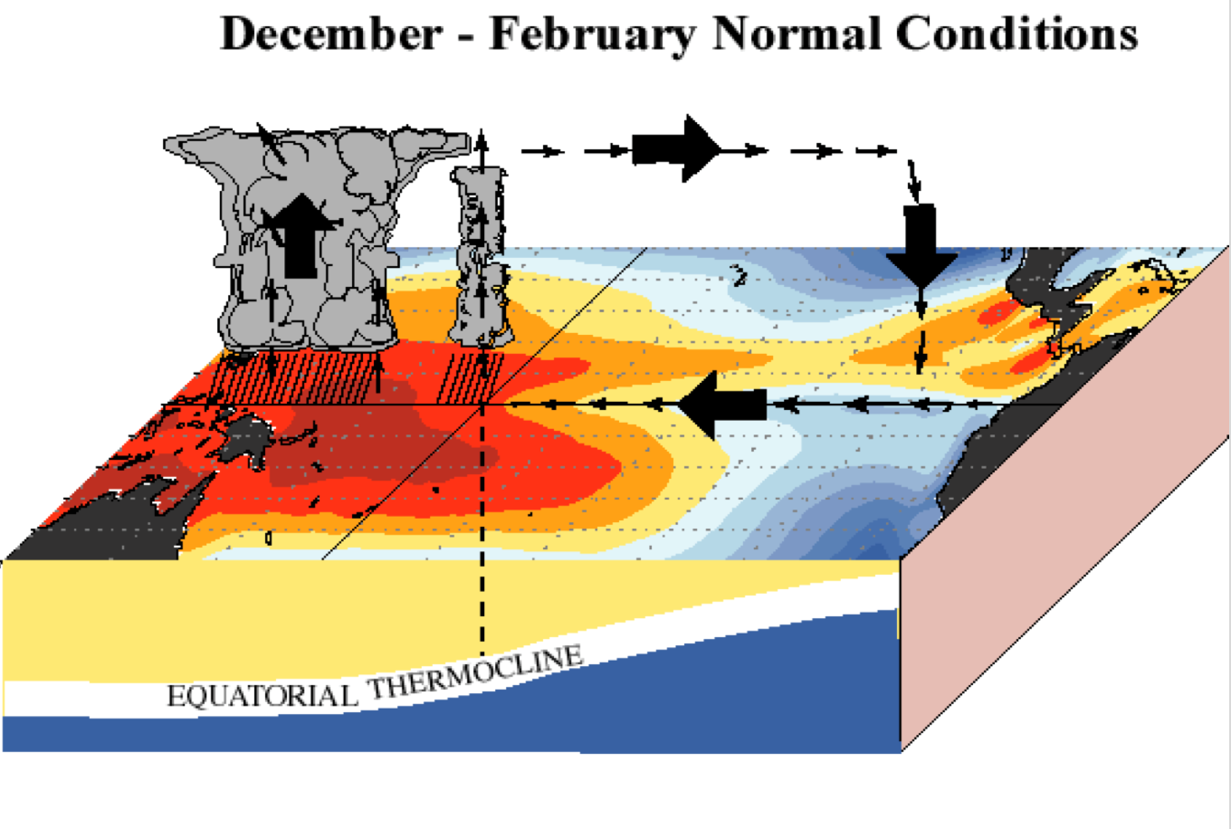 A 3-dimensional cross-section of the Pacific Ocean shows the profile of the Equatorial Thermocline under normal conditiions.
