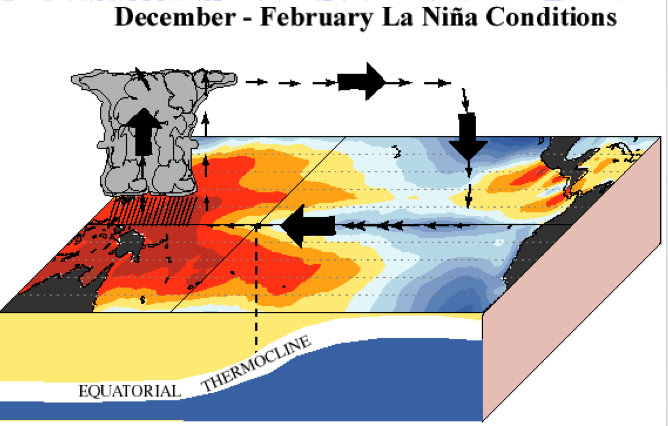 A 3-dimensional cross-section of the Pacific Ocean shows the profile of the Equatorial Thermocline under La Niña conditiions.